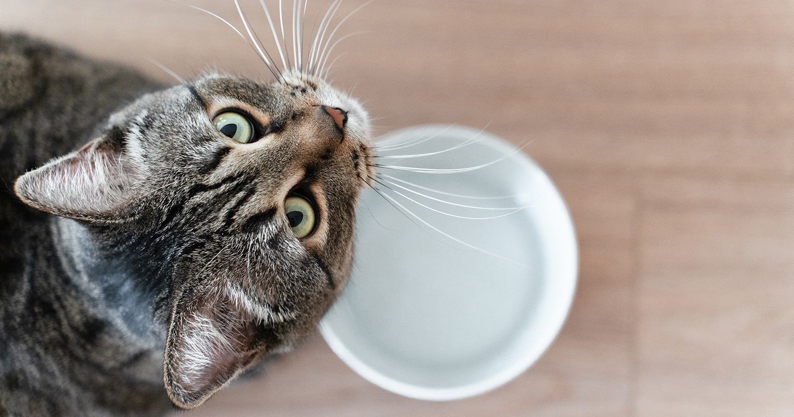 Katze beim Wassertrinken | Credit: iStock.com/Irina Orlova