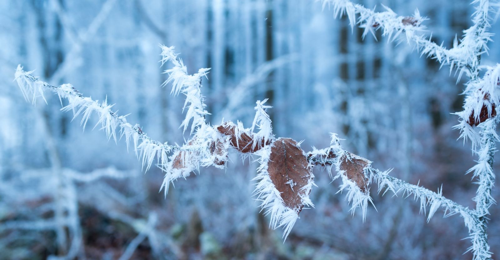 Zweig mit Reifkristallen und gefrorenen Blättern im Winterwald – Symbol für Kälte durch Polarwirbel-Vorhersage in Österreich.