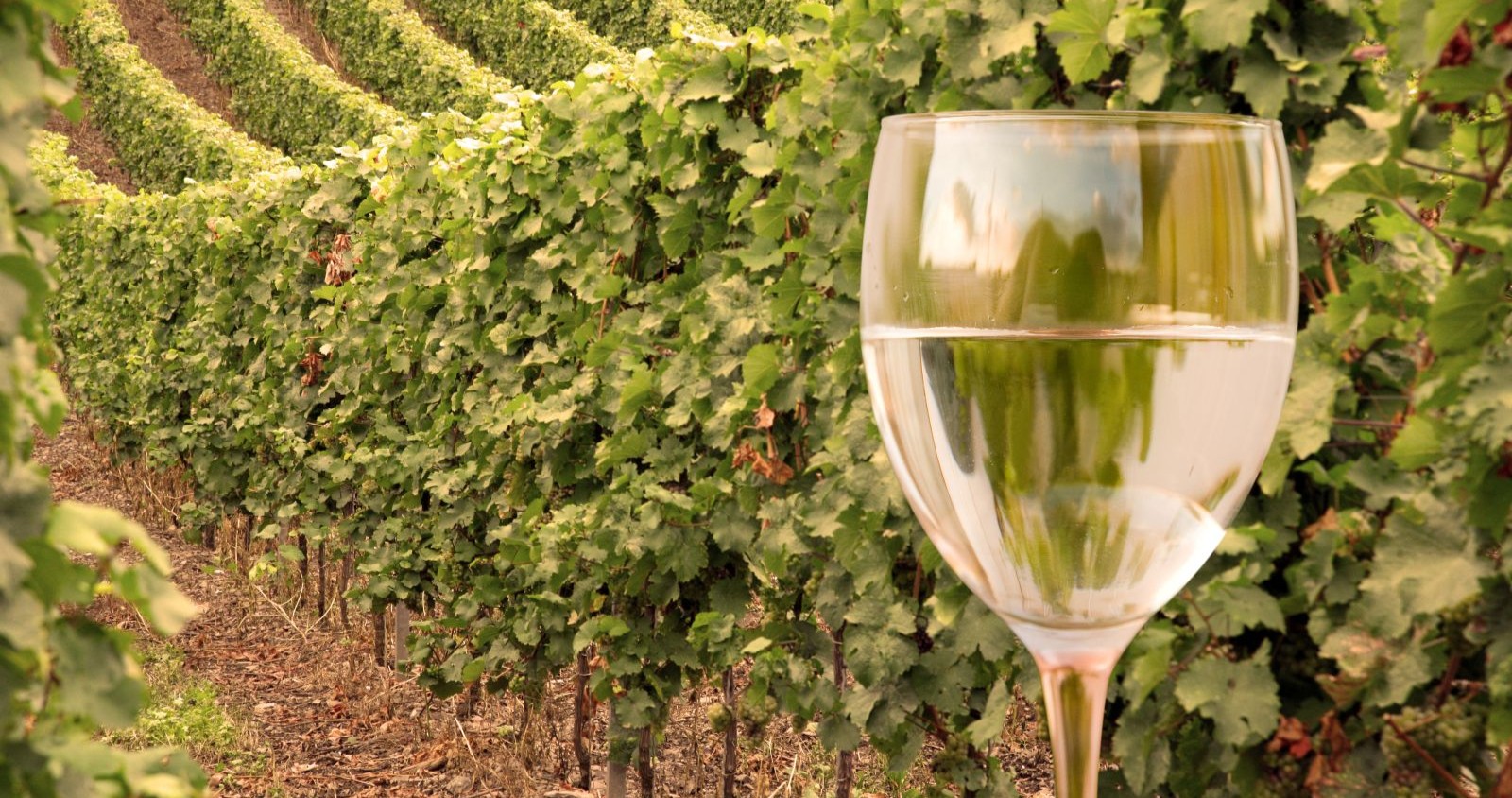 Ein Weinglas vor Reben auf einem Weinberg.