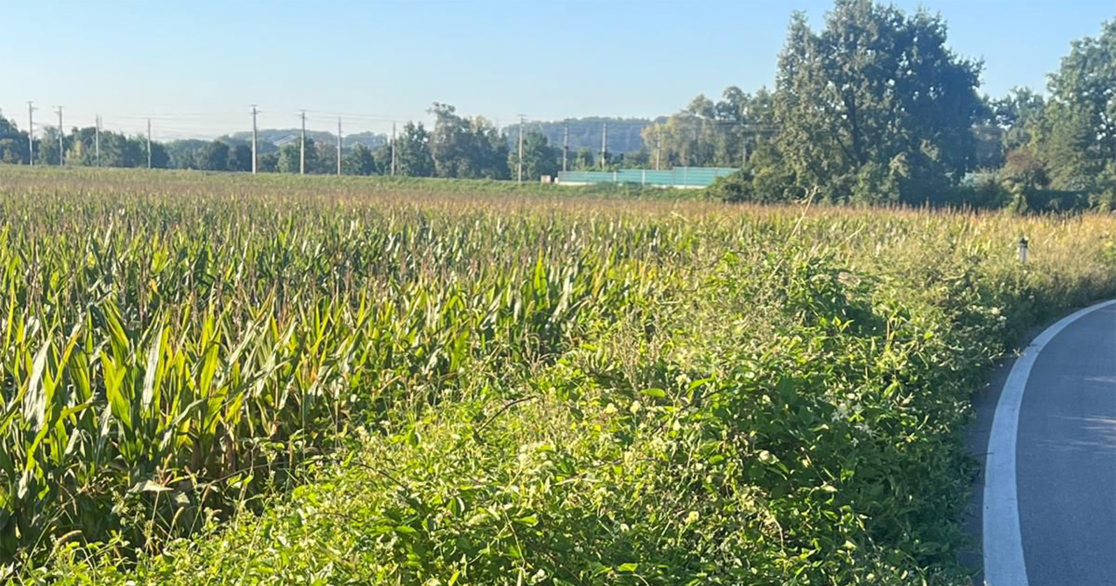 Invasive Gräser entlang einer Bundesstraße | Credit: VP Linz