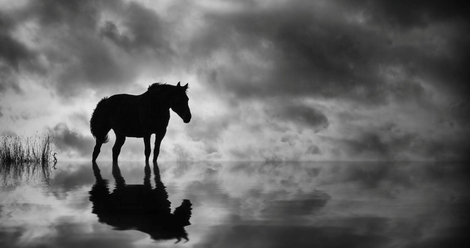 Ein Pferd steht einsam an einem Gewässer.
