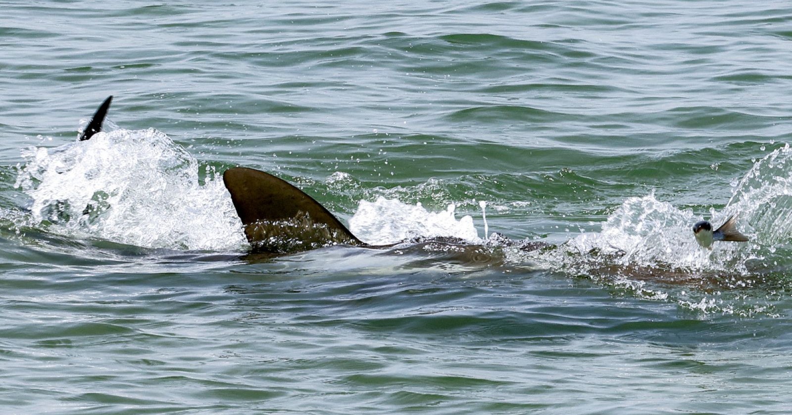 Blauhai jagt Beute nahe der Wasseroberfläche vor der Küste im Meer mit sichtbarer Rückenflosse
