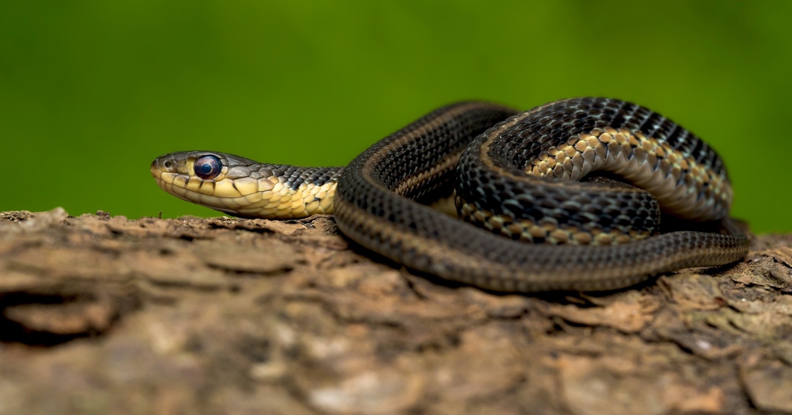 Ost-Schlange posiert für ein Foto.