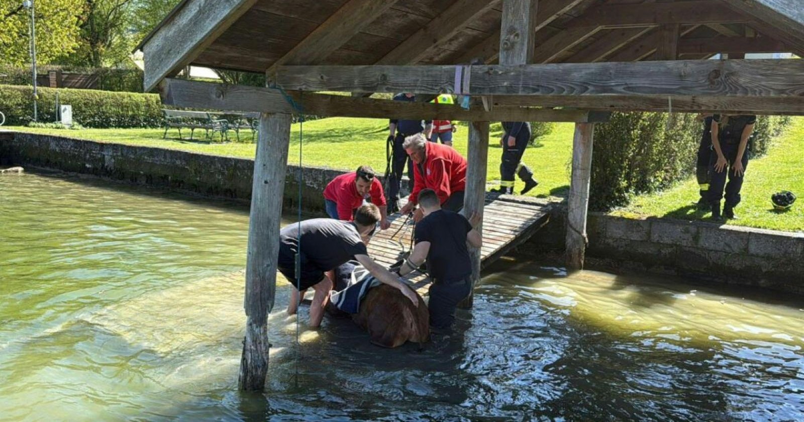 Helfer retten ein Kalb aus einem See
