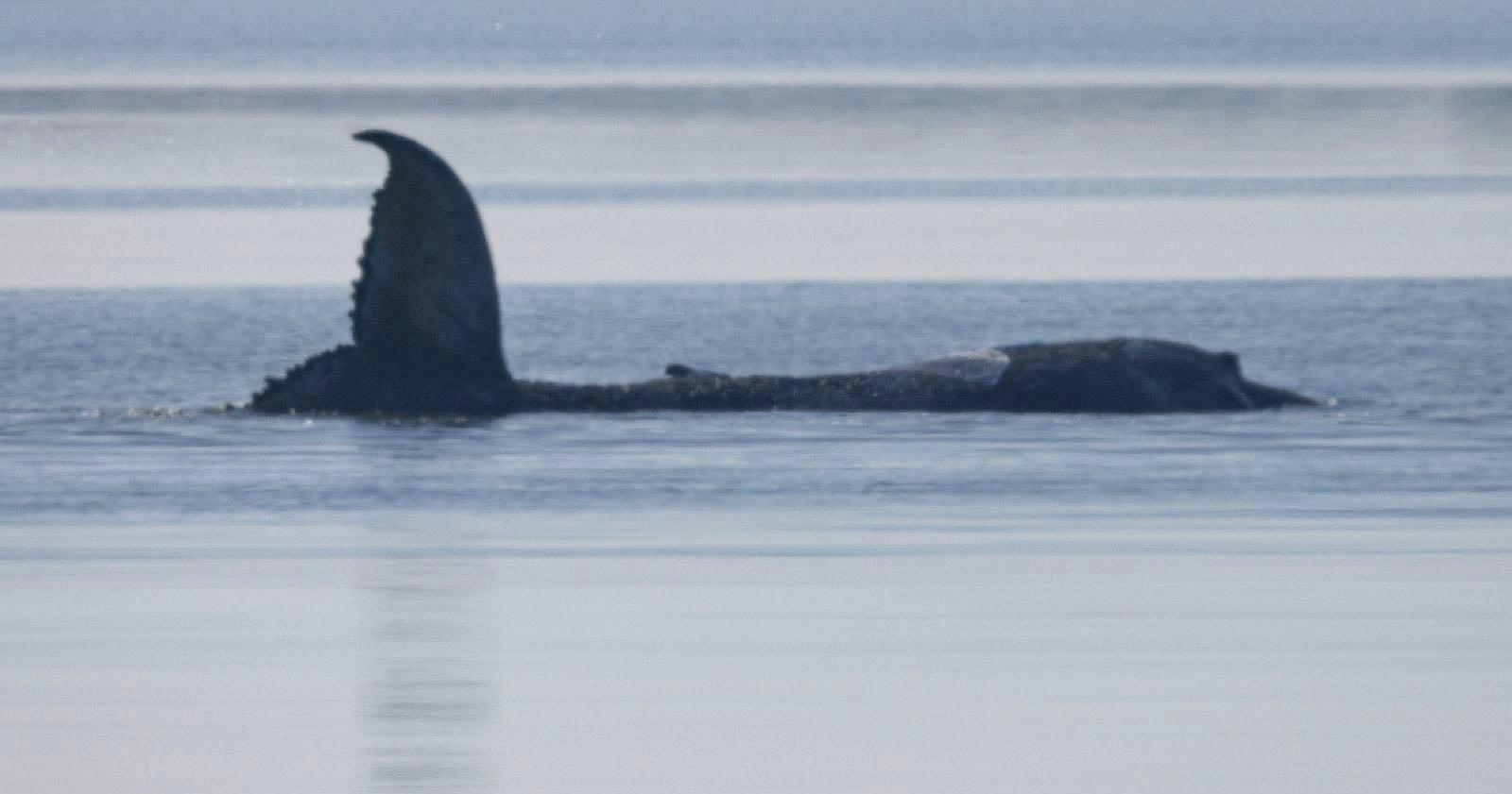 Buckelwal Timmy in der Wismarer Bucht nahe Poel, sichtbar mit Fluke im Wasser während laufender Rettungsaktion in der Ostsee