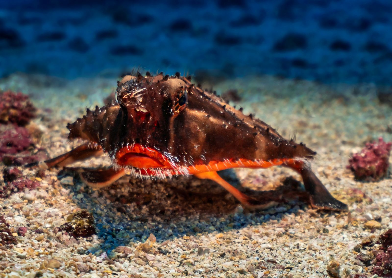 Rotlippen-Fledermausfisch: Ein Fisch mit einem roten Schmollmund.