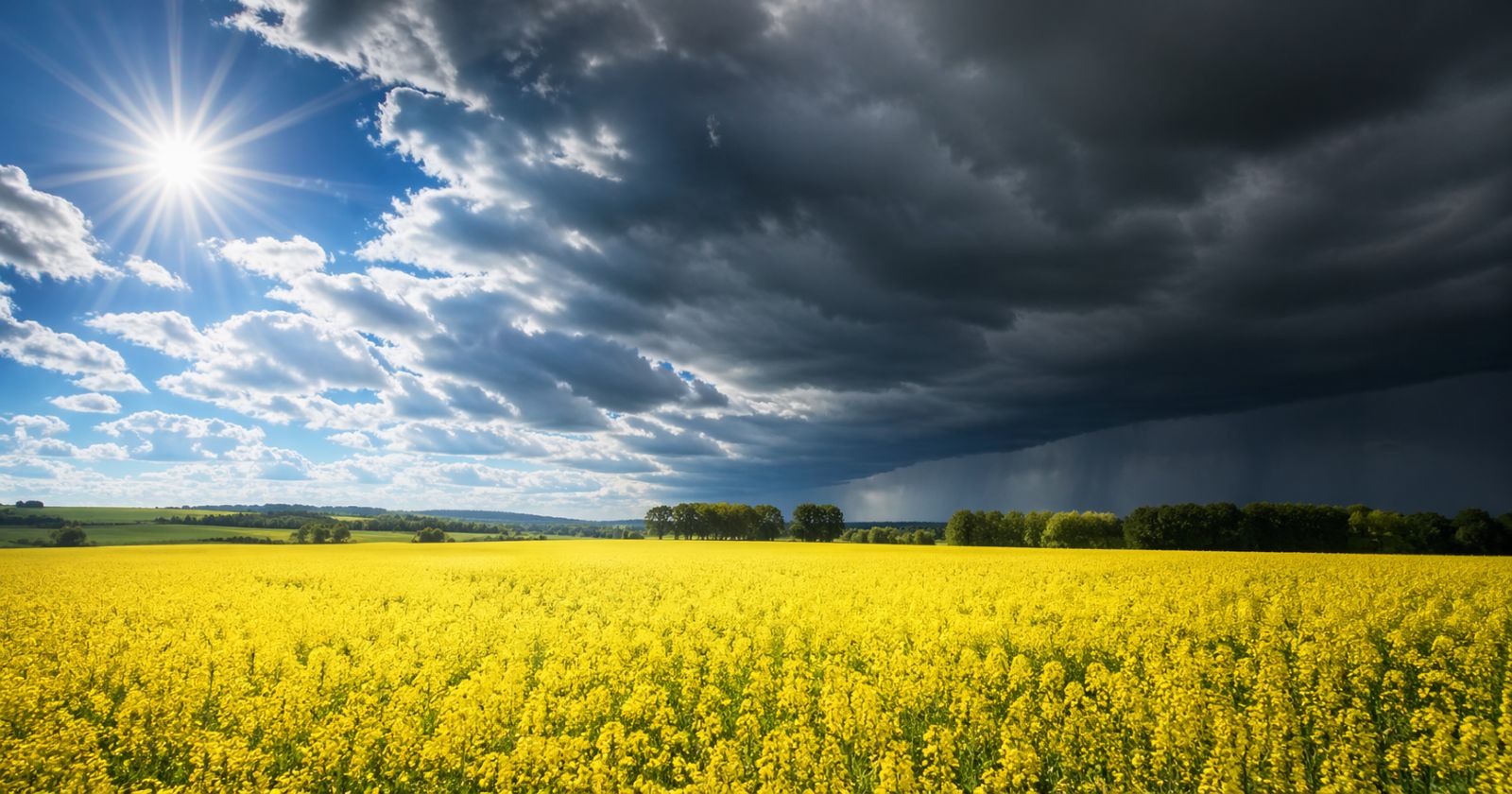 Georgitag Bauernregel Wetterumschwung mit Sonne und Gewitterwolken über gelbem Rapsfeld im Frühling