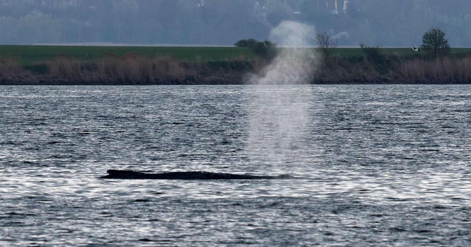 Live: Buckelwal Timmy schwimmt aktuell in der Wismarbucht und bläst Wasserfontäne während laufender Rettungsaktion in der Ostsee