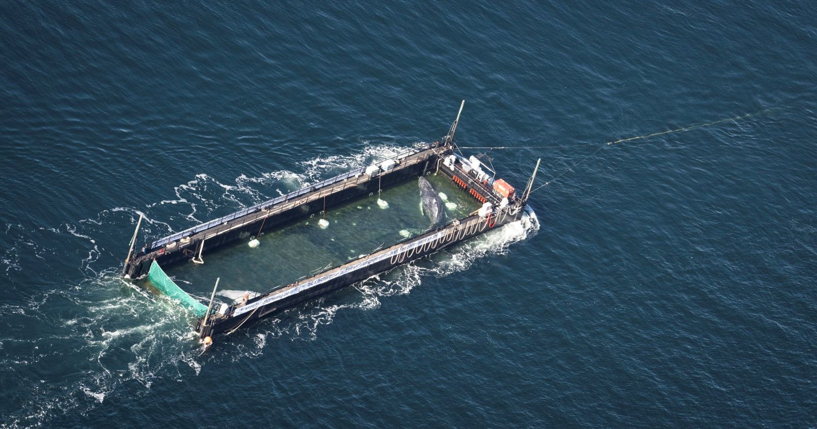 Timmy Transport: Buckelwal liegt in einer mit Wasser gefüllten Barge und wird von Schleppern durch die Ostsee Richtung Nordsee gezogen