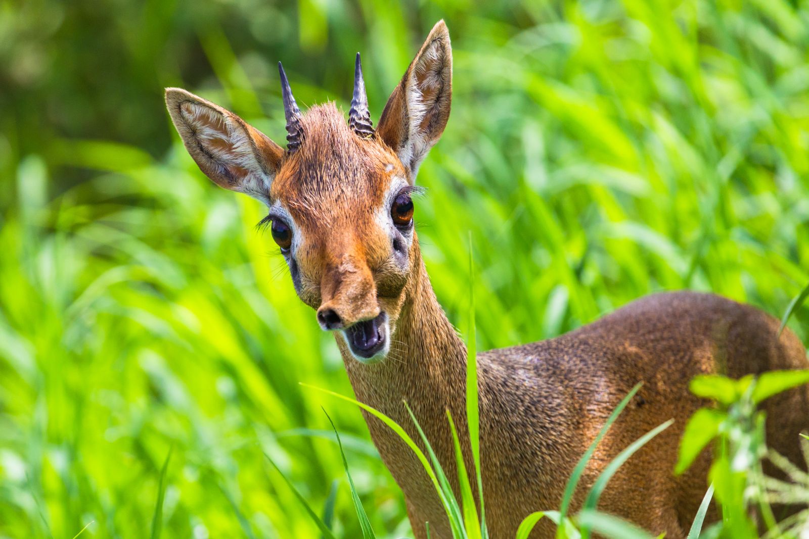 Mini-Antilope: Dikdik.