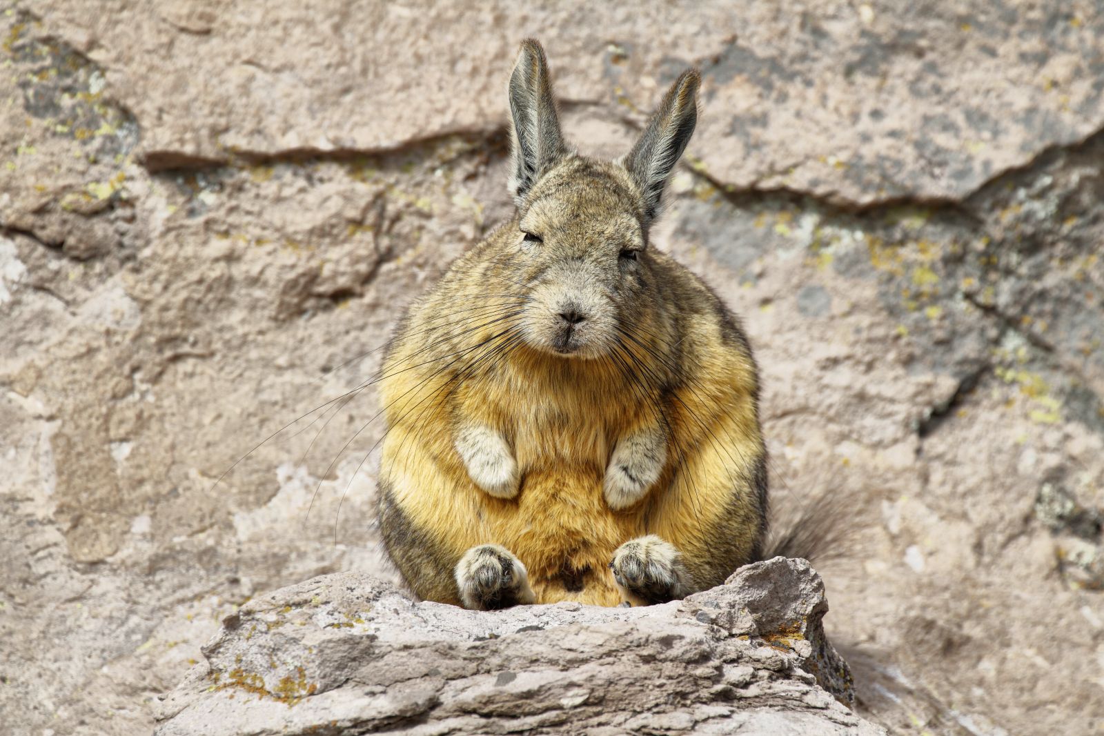 Eine Hasenmaus sitzt auf einem Felsen.
