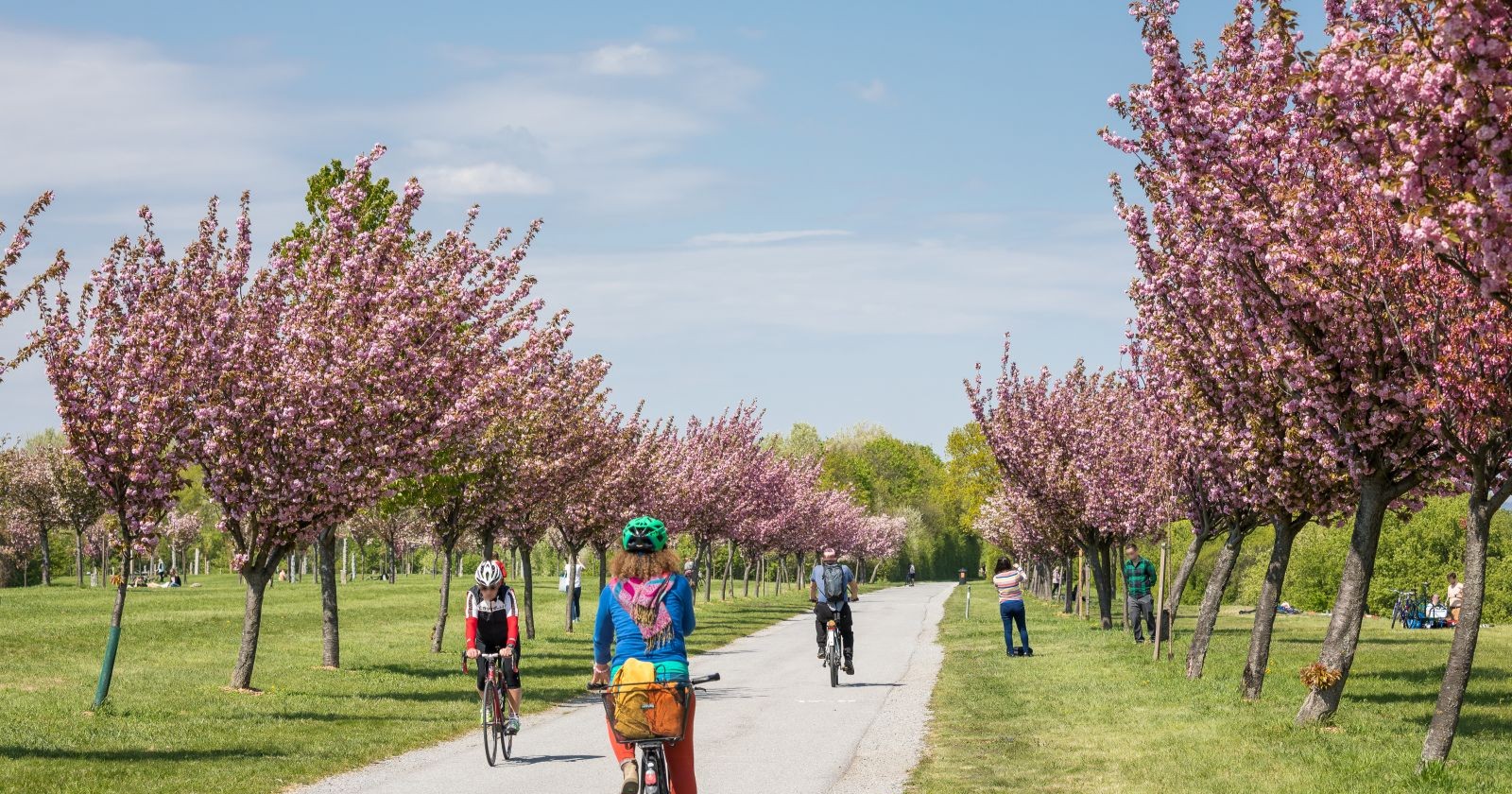 Kirschblüten in Wien entlang eines Radwegs mit blühenden rosa Bäumen und Radfahrern im Frühling