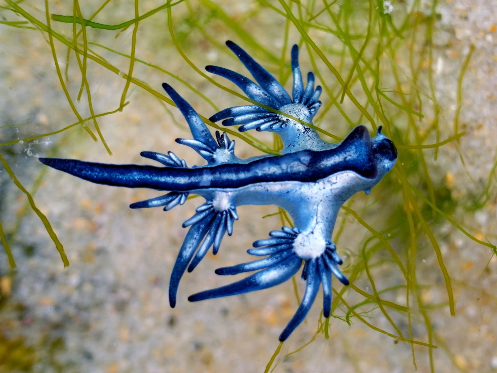 Glaucus atlanticus