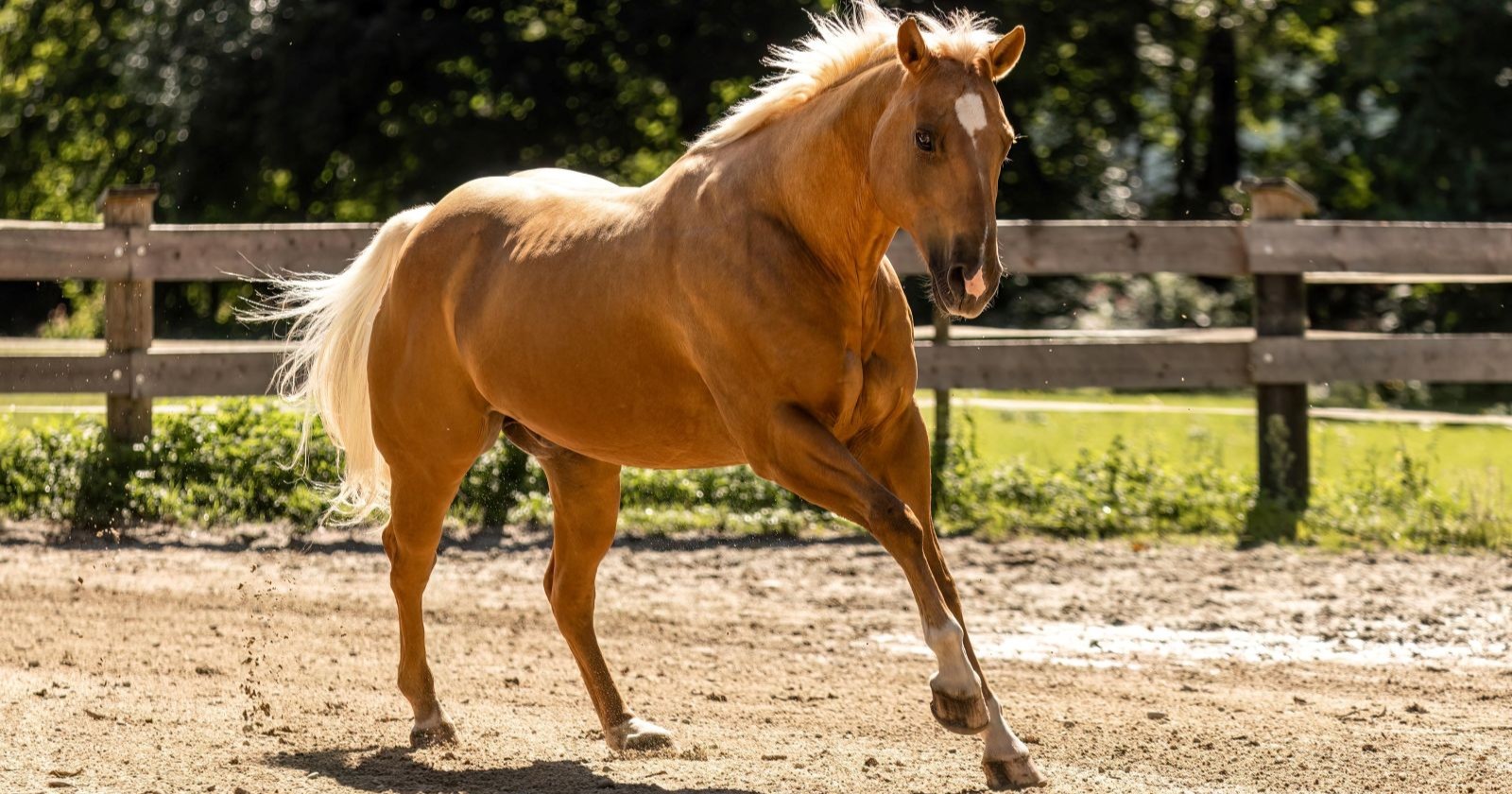 Helles Pferd galoppiert über einen Reitplatz