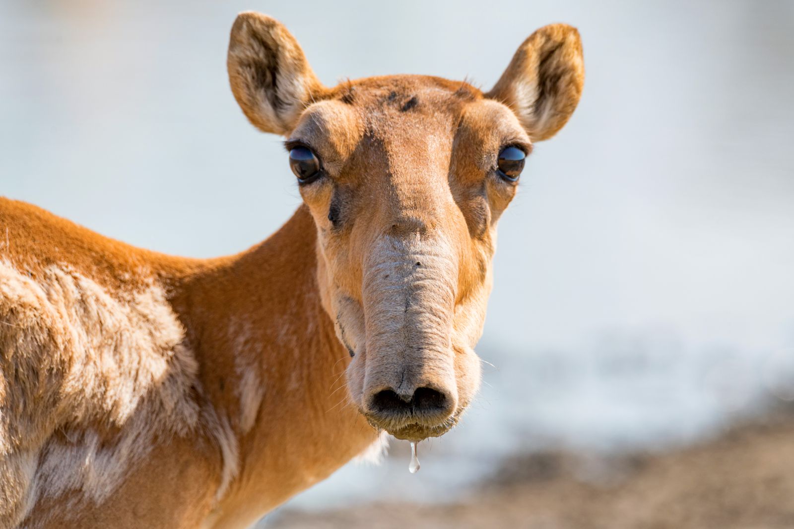 Die Saiga-Antilope mit ihrem Rüssel.