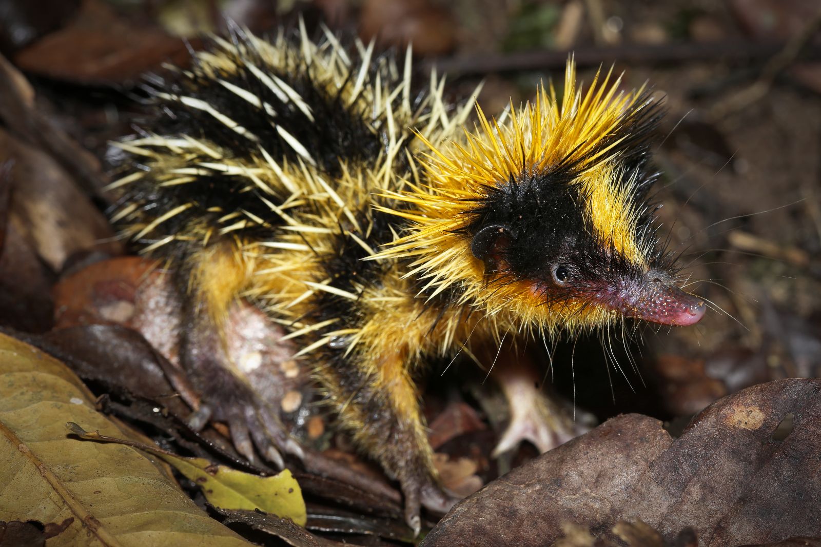 Streifentenreks sehen aus wie Igel mit gelb-schwarzen Stacheln.