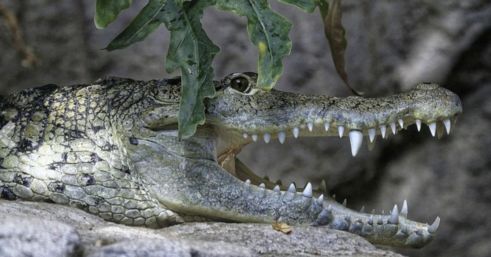Tiergarten Schönbrunn: Beulenkrokodil mit geöffnetem Maul und sichtbaren Zähnen in Nahaufnahme