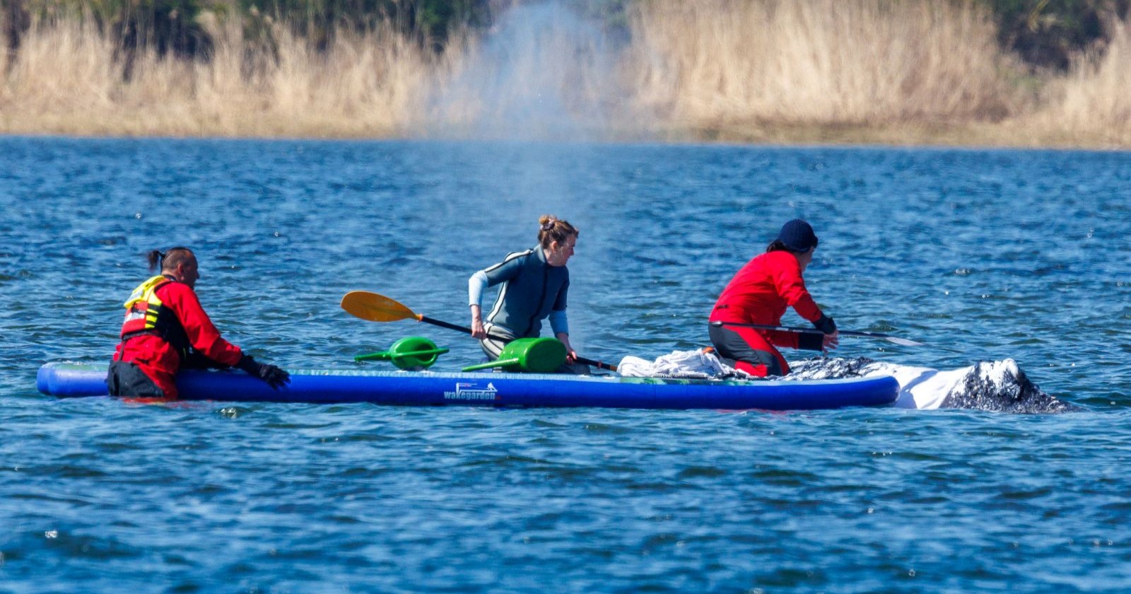Einsatzteam auf Paddleboard bei Rettungsaktion für gestrandeten Wal Timmy in der Ostsee