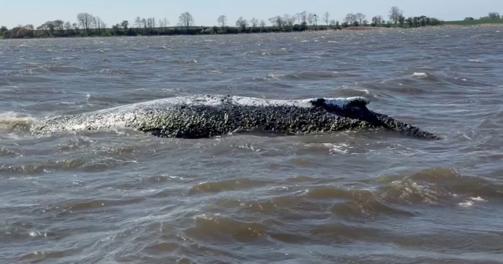 Gestrandeter Wal Timmy in der Ostsee bei Wismar während laufender Rettungsaktion