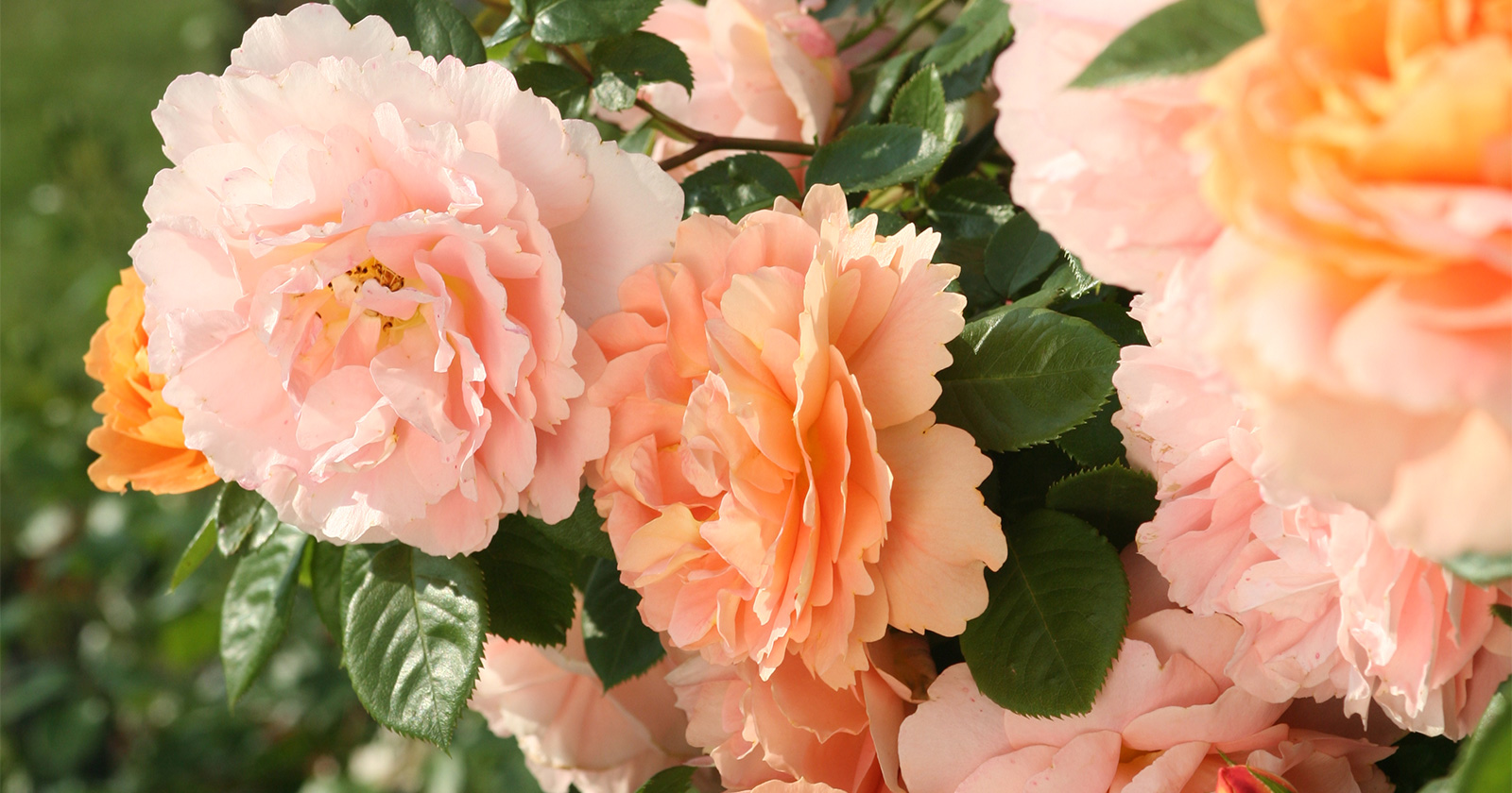 Apricotfarbene Rosen | Credit: Kordes/KORbylosang