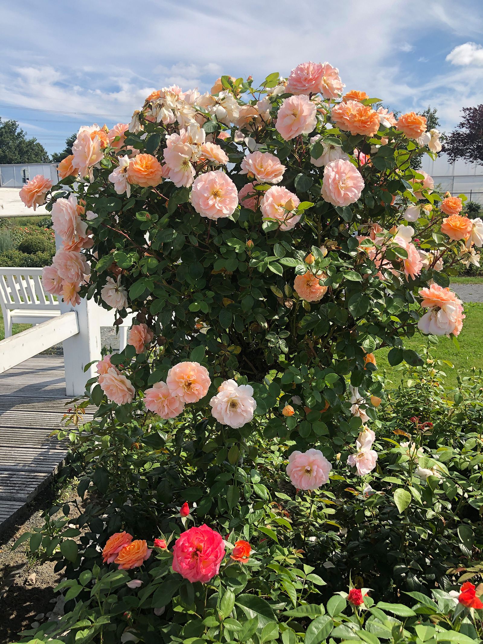 Rosenbusch mit apricot-farbenen Blüten | Credit: Kordes/KORbylosang