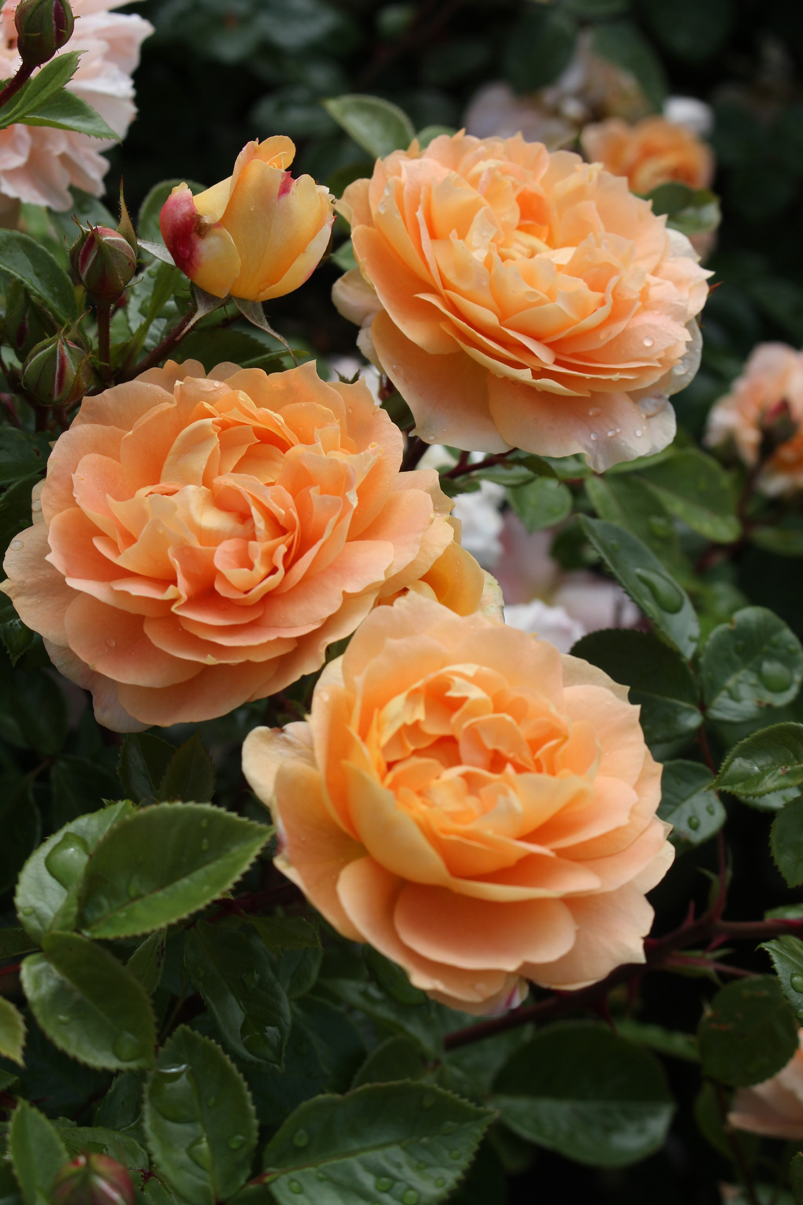 Apricot-farbene Rosen | Credit: Kordes/KORbylosang