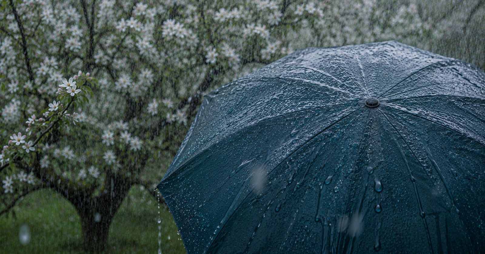 Regenschirm im starken Regen im Frühling – Symbolbild für Bauernregel im Mai und Bedeutung von Niederschlag