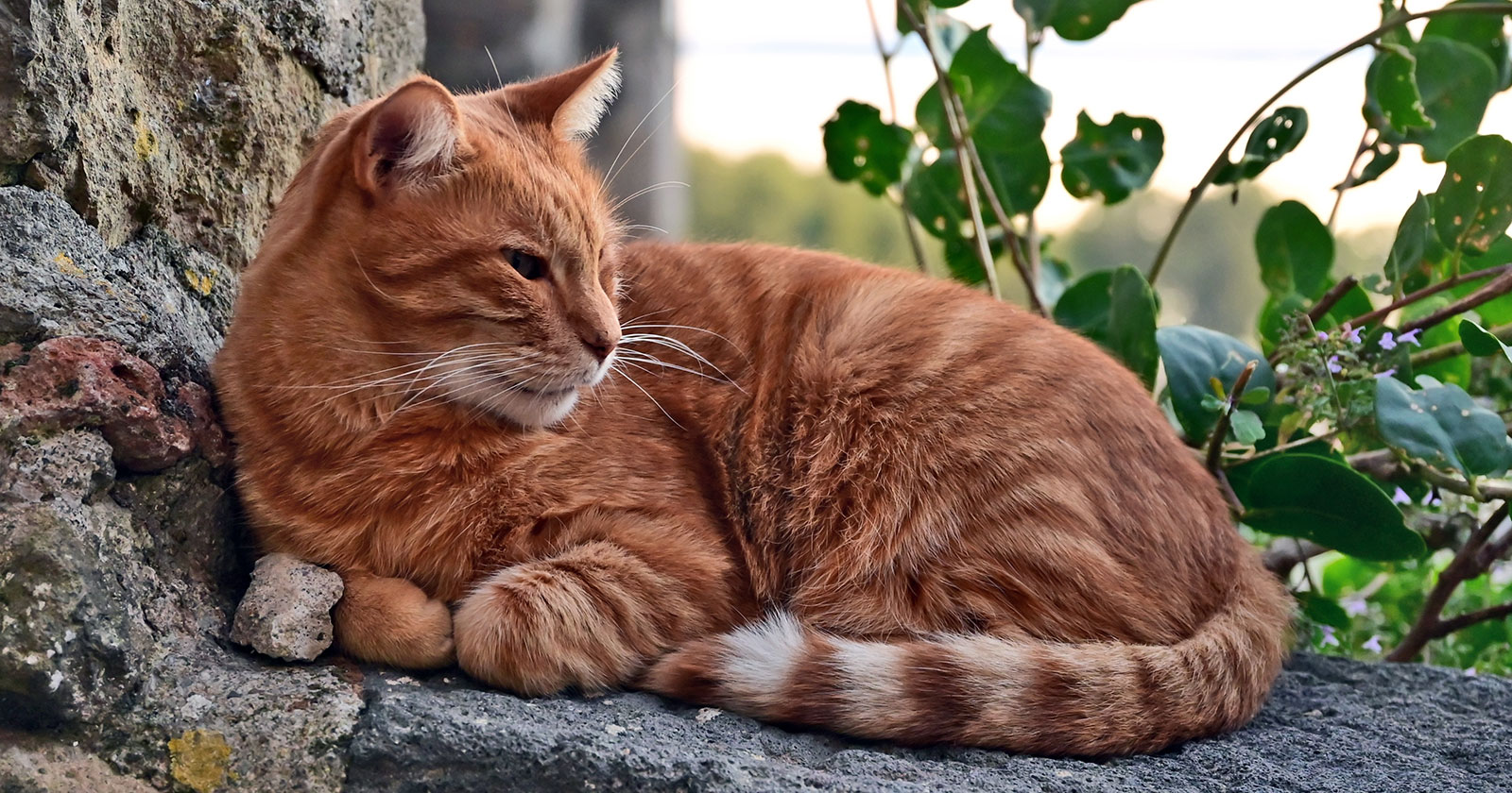Katze die genervt aussieht | Credit: Lamio Giancarlo/Shutterstock