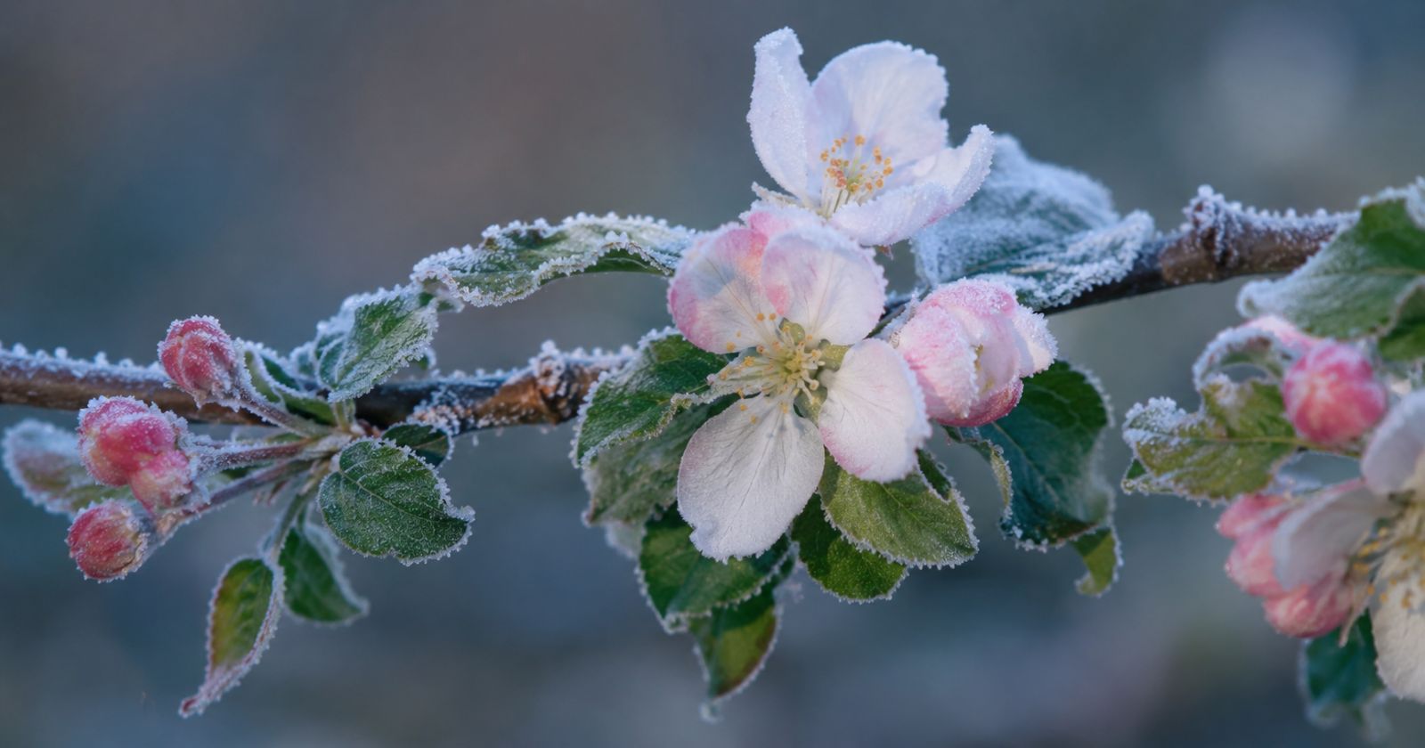 Gefrorene Blüten mit Raureif während der Eisheiligen verdeutlichen die Frostgefahr laut Bauernregel Eisheilige im Mai.
