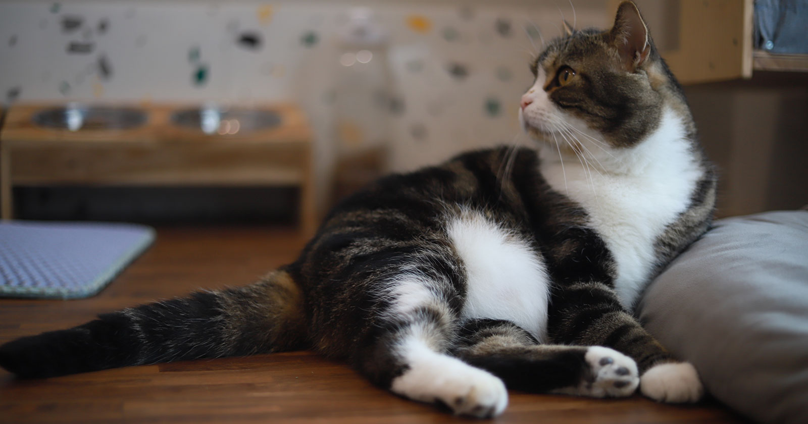 Katze, die neugierig schaut | Credit: Pongsatorn Singnoy/Shutterstock