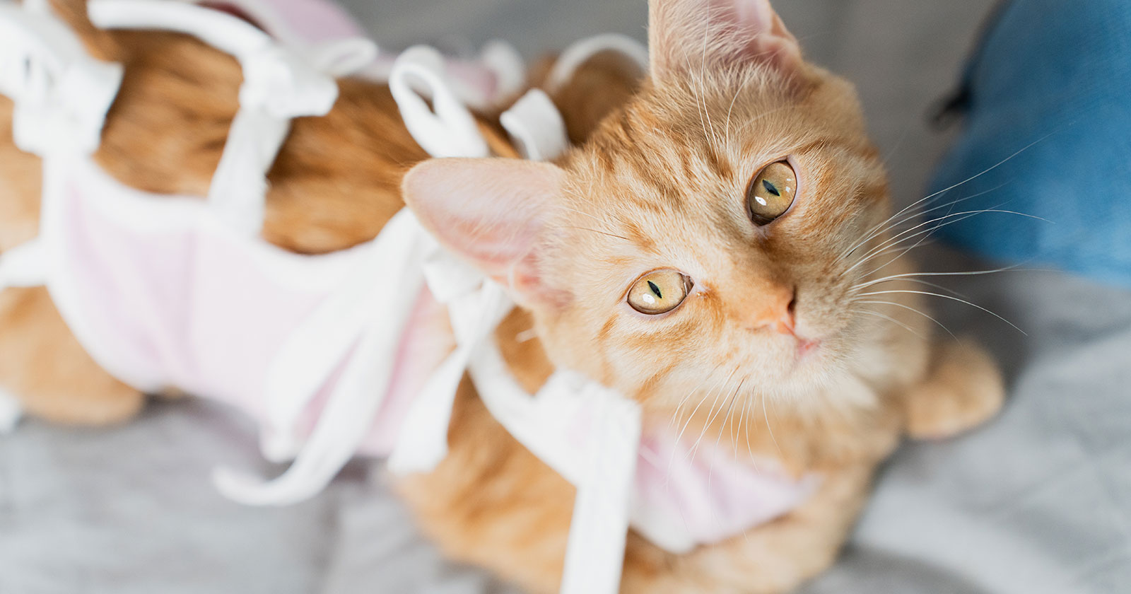 Niedlich angezogene Katze | Credit: Art Volkusha/Shutterstock