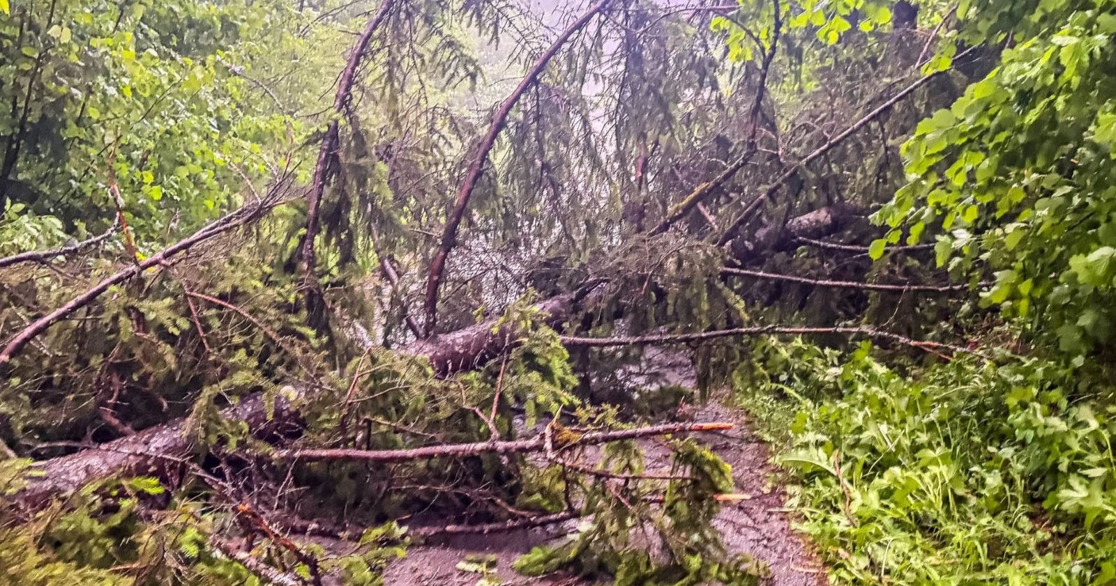 Gewitter Schäden Oberösterreich umgestürzte Bäume blockieren Straße nach Sturm