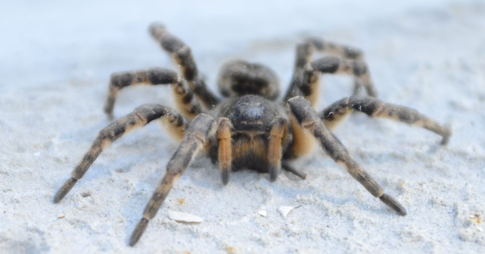 Südrussische Tarantel auf sandigem Boden in Österreich – große heimische Spinne, für Menschen ungefährlich