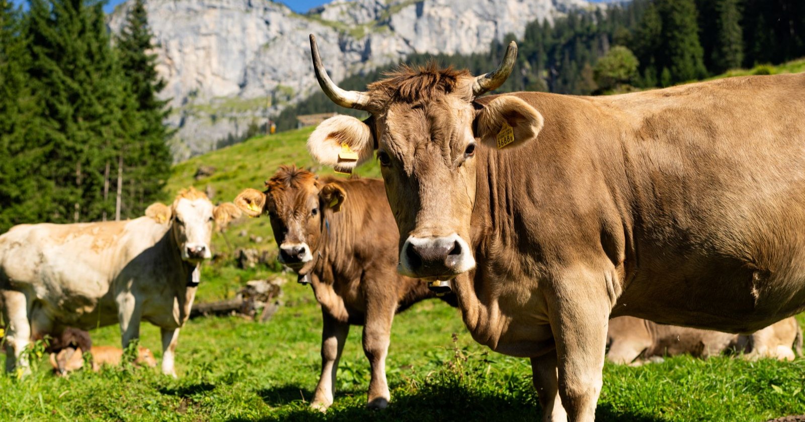 Kuhherde auf einer Alm in Tirol – Symbolbild für tödliche Attacke auf Wanderer in Oberlienz