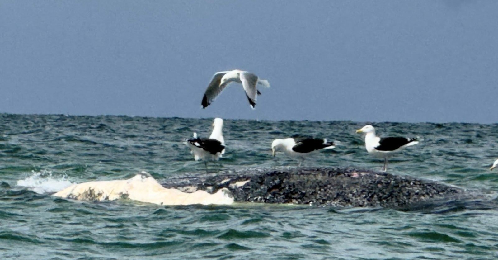 Toter Wal vor Dänemark nahe Anholt im Wasser mit Möwen auf Kadaver, möglicher Buckelwal Timmy nach Rettungsaktion in Nordsee