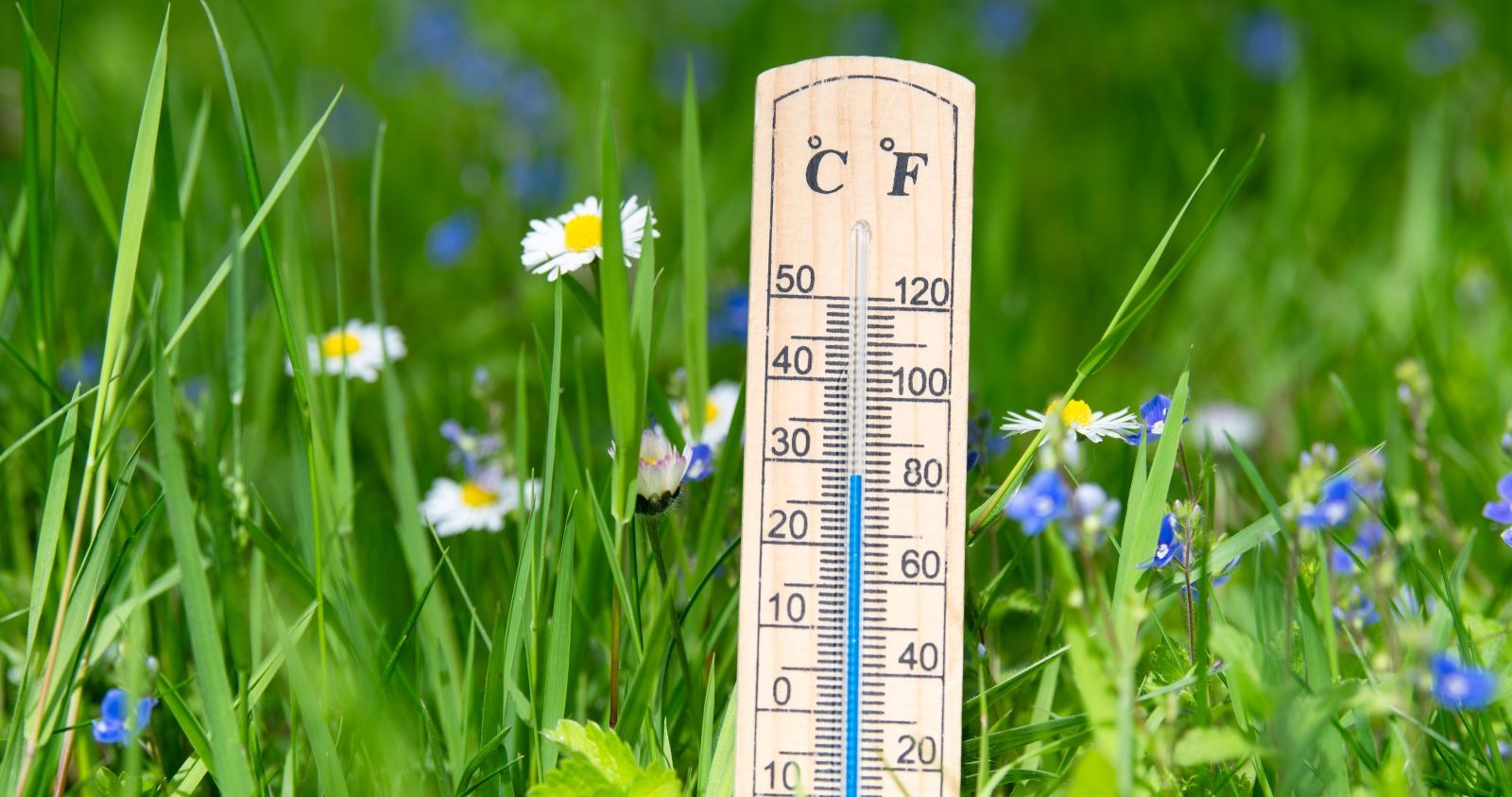 Ein Thermometer in grünen Gras.