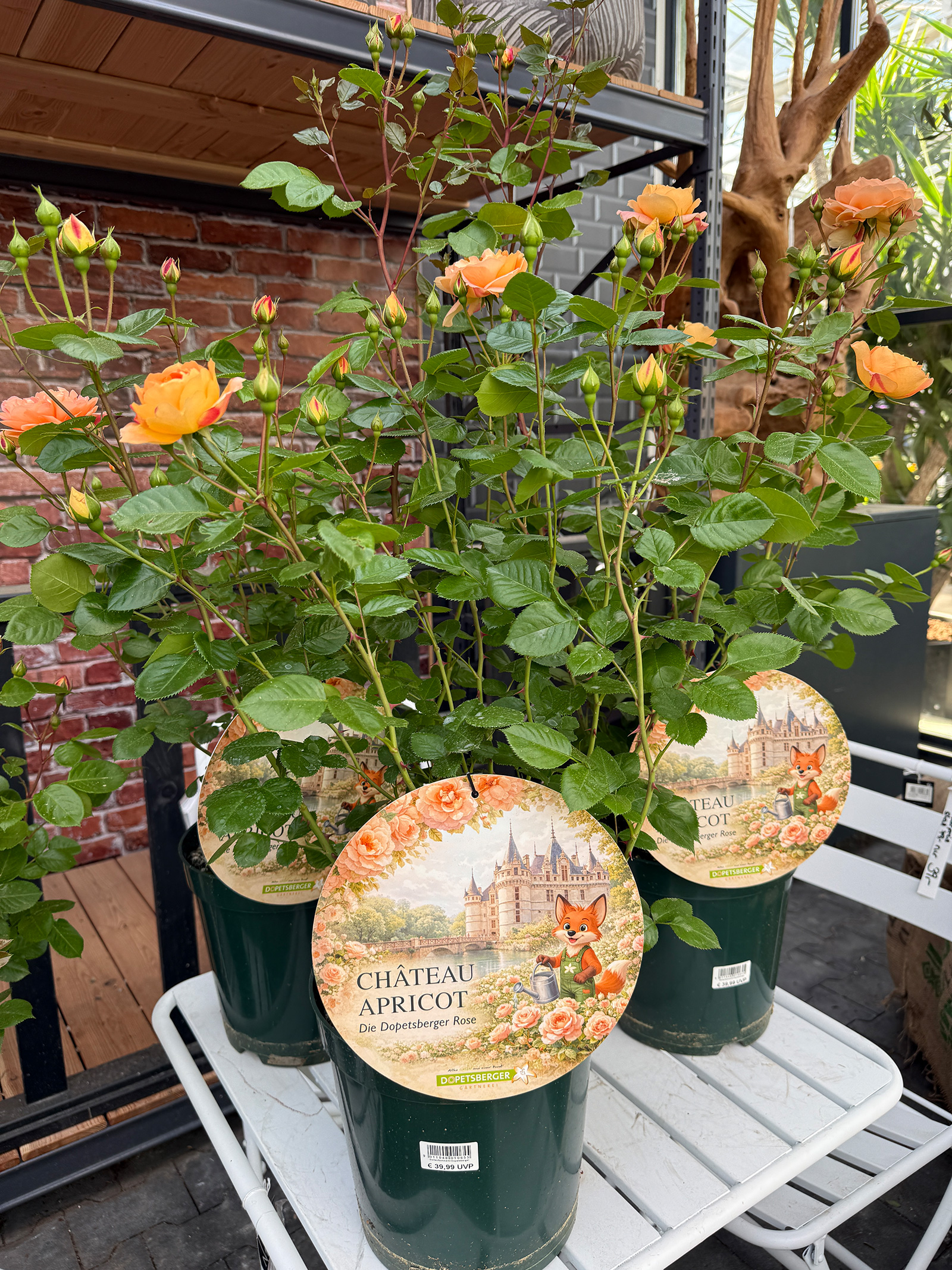 Dopetsberger Rose „Château Apricot | Credit: Gärtnerei Dopetsberger