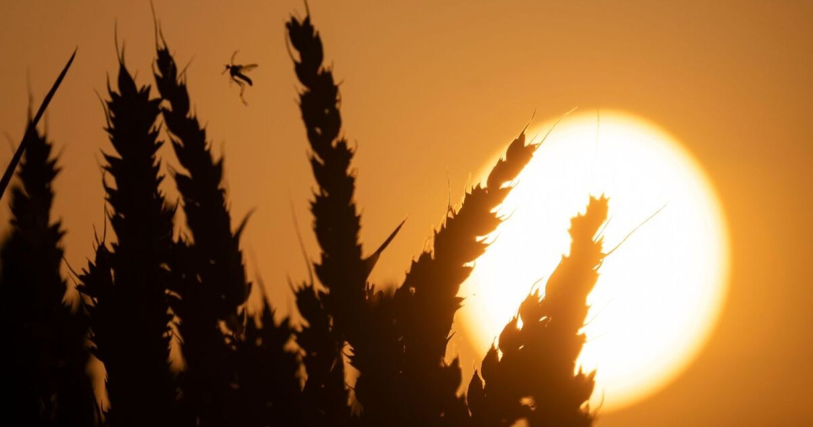 Die Sonne vor Gräsern.