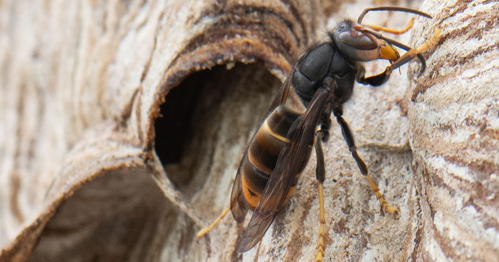 Asiatische Hornisse (Vespa velutina) an einem Holznest – invasive Art gefährdet Bienen in Österreich