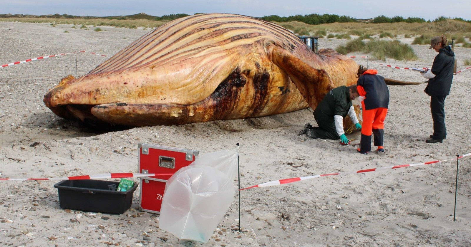 Der Kadaver von Buckelwal Timmy am Strand von Anholt, die Überreste des Wals werden jetzt zu Brennstoff und Biodiesel verarbeitet, ein Teil kommt ins Museum