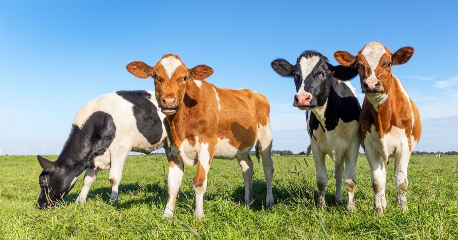 Vier Kälber auf einer Wiese nach seltener Vierlingsgeburt bei einer Kuh in Bayern