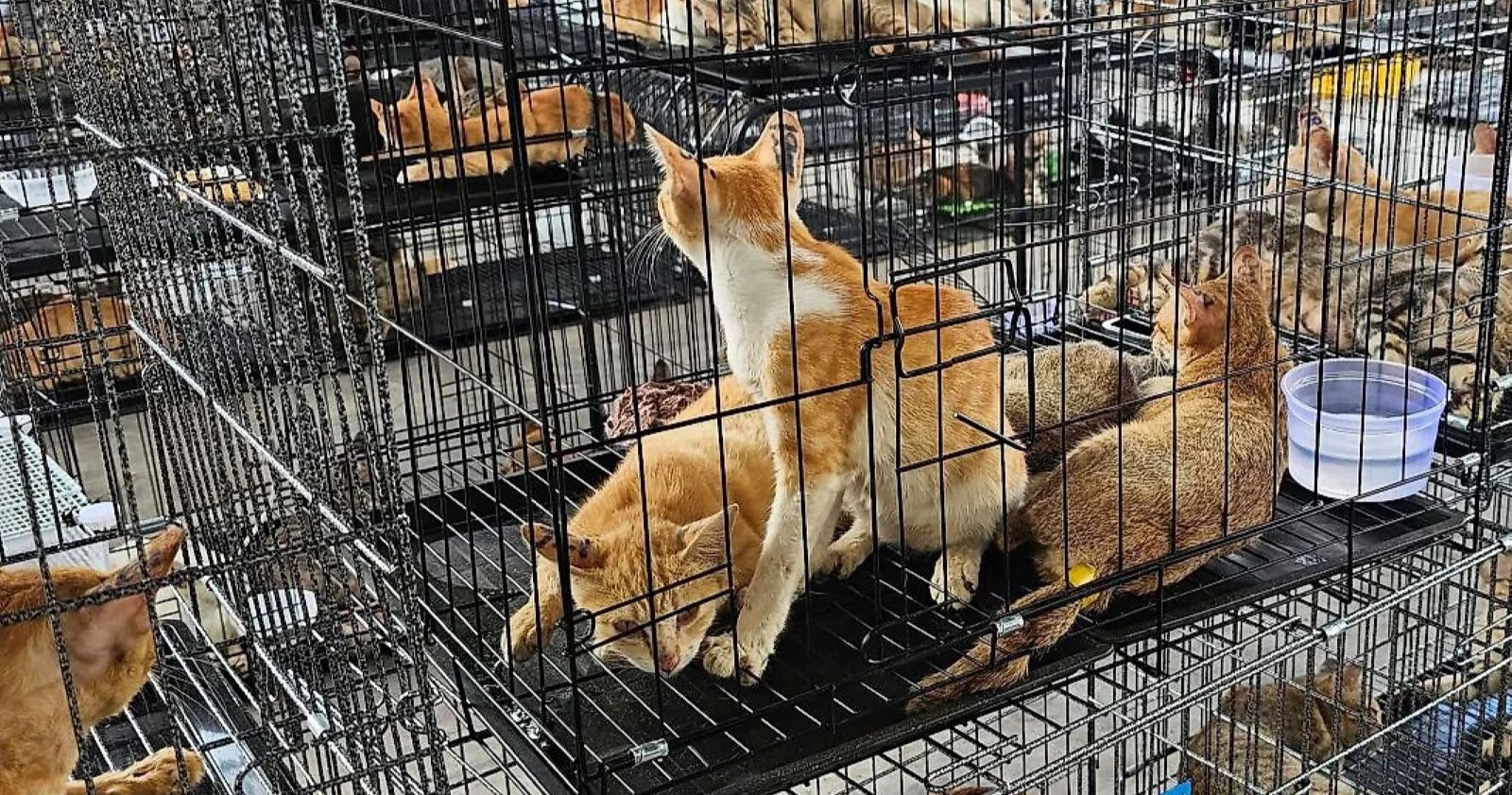 Mehrere Katzen sitzen eng in Metallkäfigen bei einer Razzia gegen den Katzenfleischhandel in Vietnam