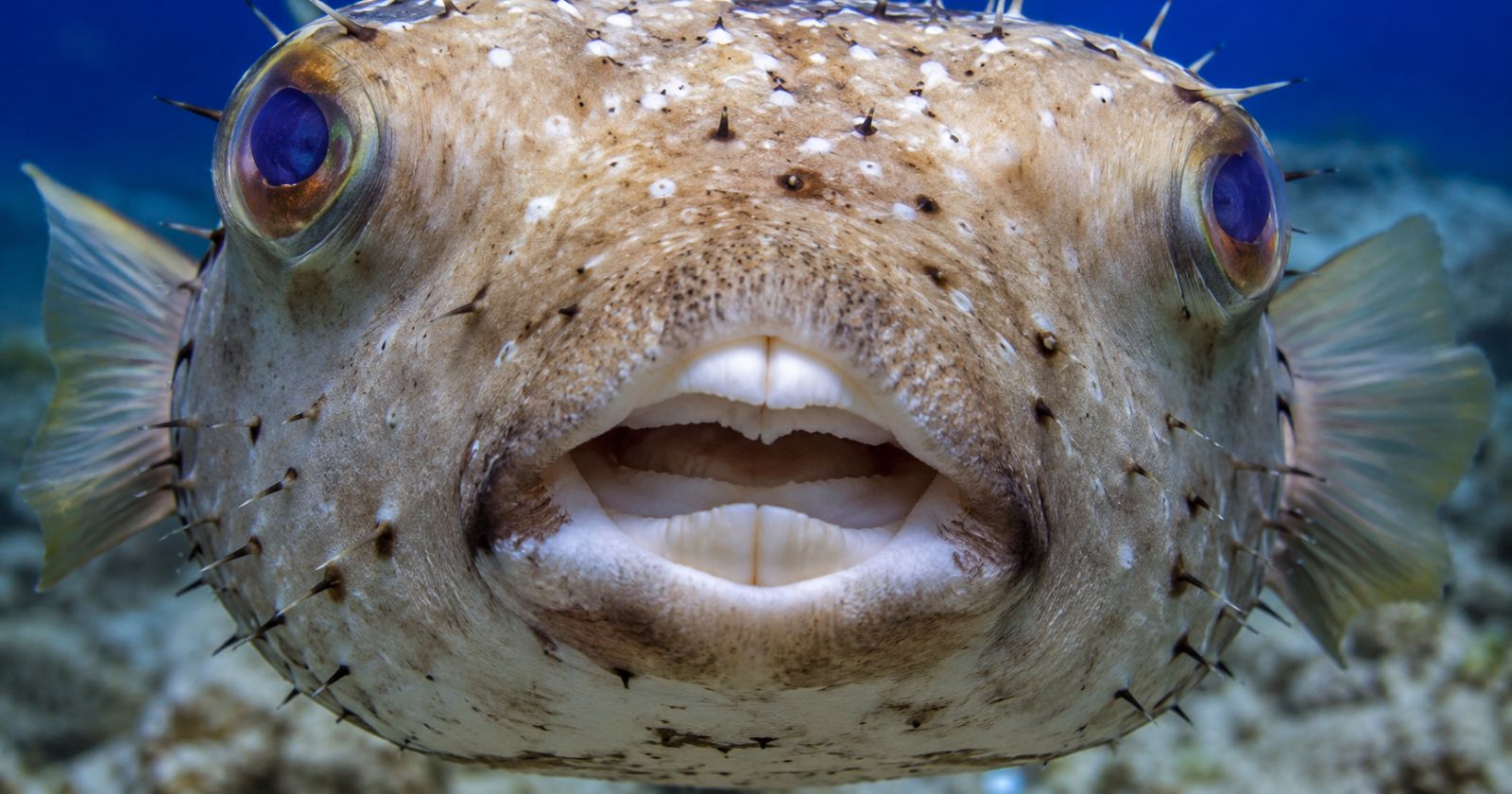 Kugelfisch Griechenland – Nahaufnahme eines giftigen Kugelfisches im Mittelmeer mit scharfen Zähnen und stacheliger Haut, der eine Gefahr für Menschen darstellt.
