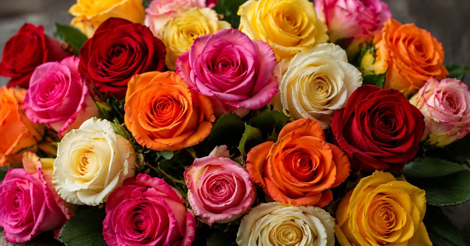 Bunte Rosen im Sortiment von Rosen Waibel – Waibel Shop Münchendorf trotz Insolvenz weiter geöffnet