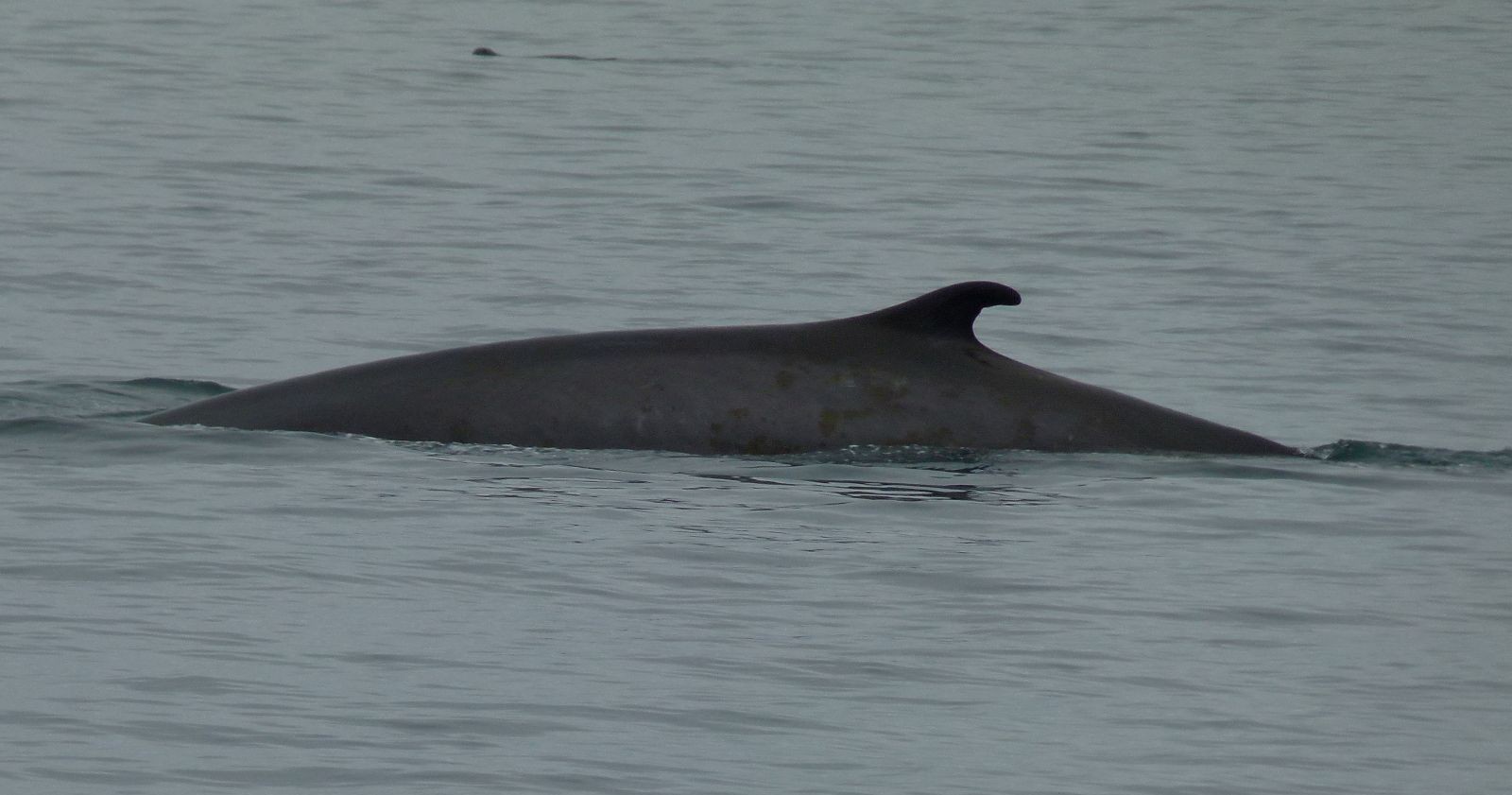 Finnwal durchbricht Wasseroberfläche in der Adria vor Kroatien nahe Šibenik
