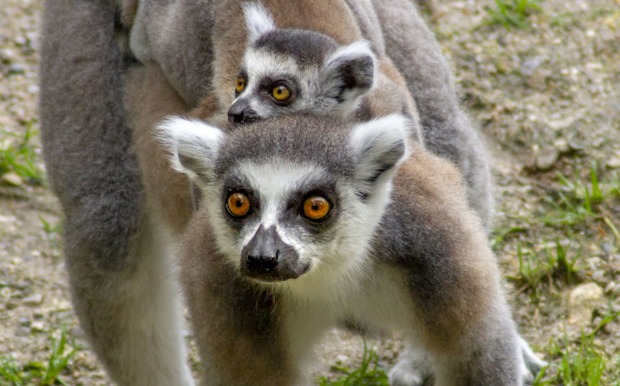 Katta-Mutter mit Nachwuchs | Credit: Zoo Salzburg