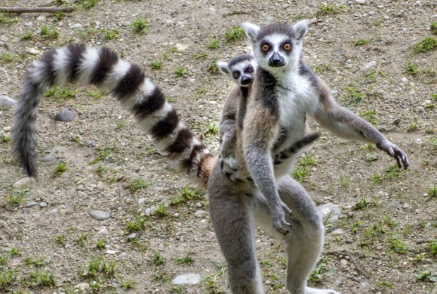 Katta-Nachwuchs | Credit: Zoo Salzburg