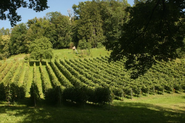 Weingut | Credit: Weekend Magazin
