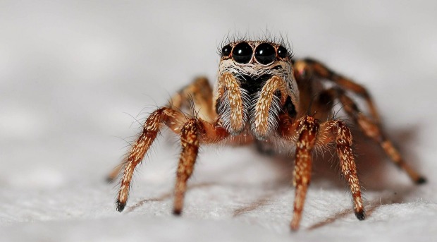 Spinne mit großen Augen und haarigen Beinen.