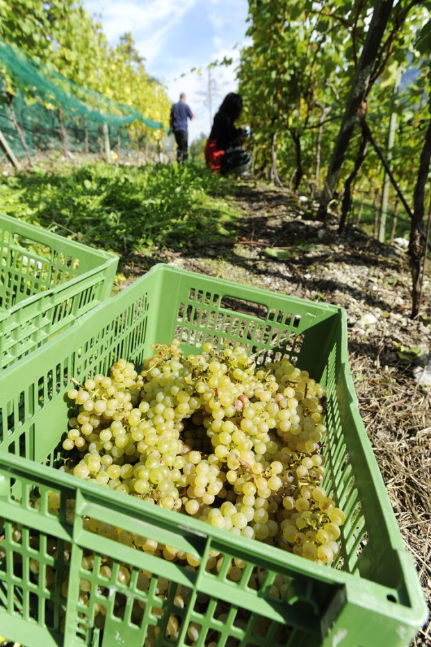 Weinernte